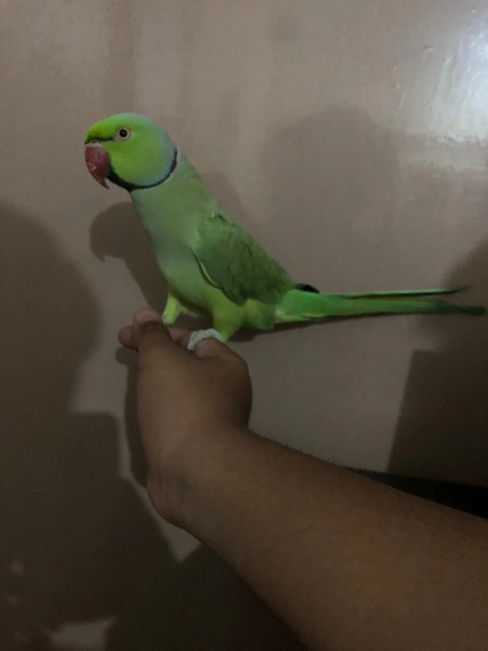 Beautiful parrots